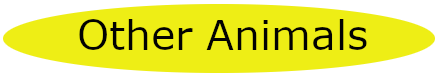 Other Animals