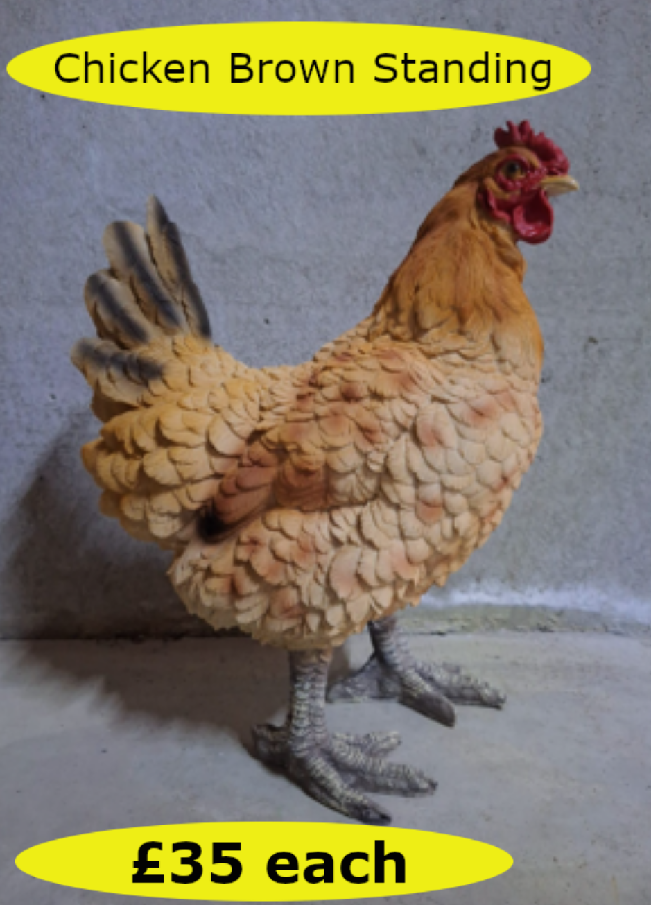 ChickenBrownStanding