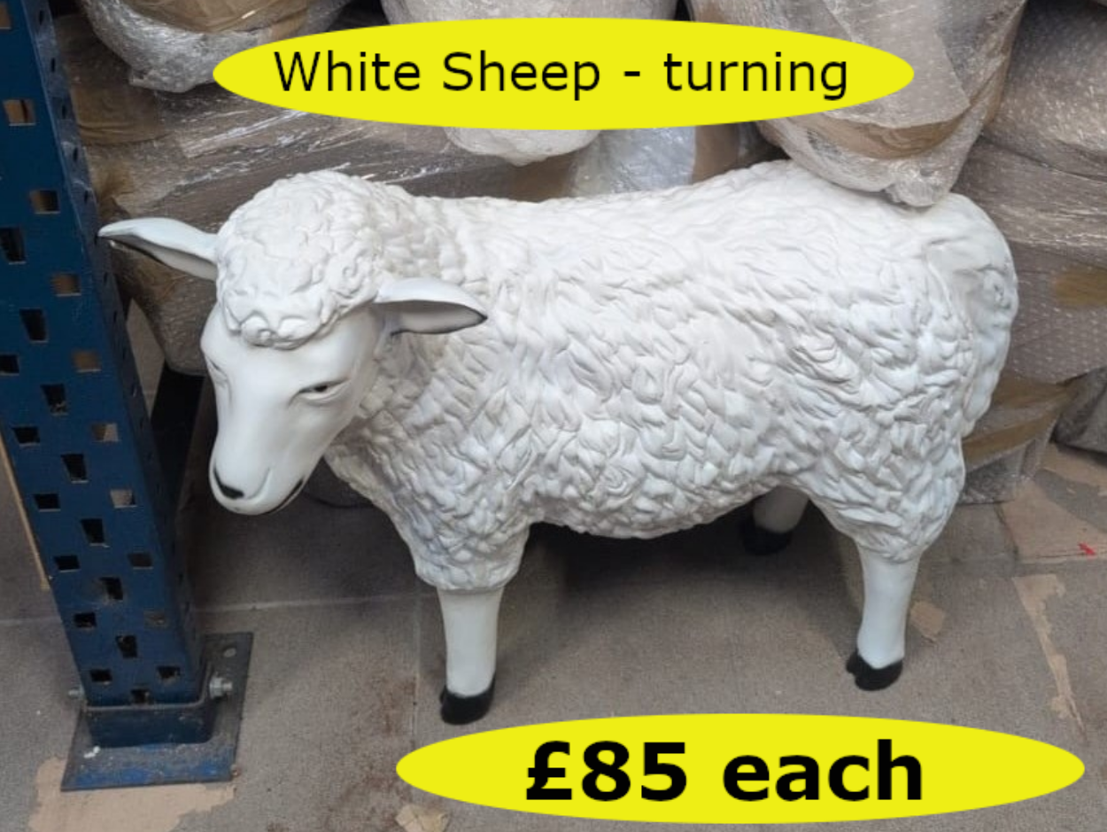 WhiteSheepTurning