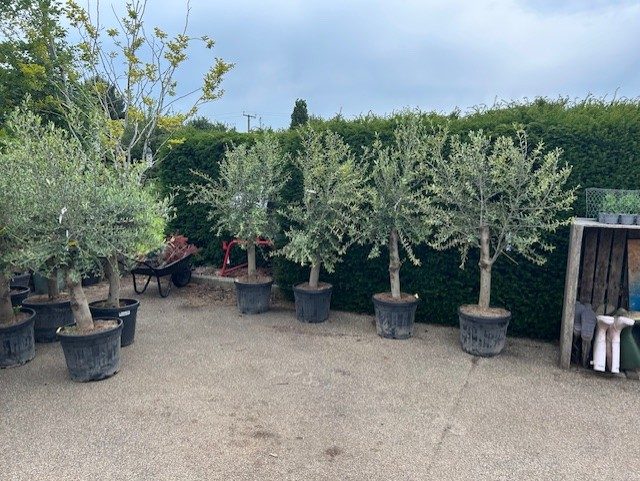 olive03a