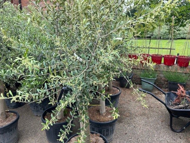 olive04