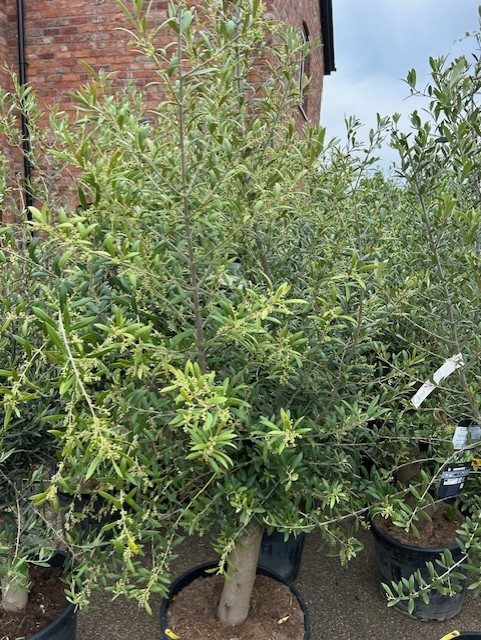 olive04a