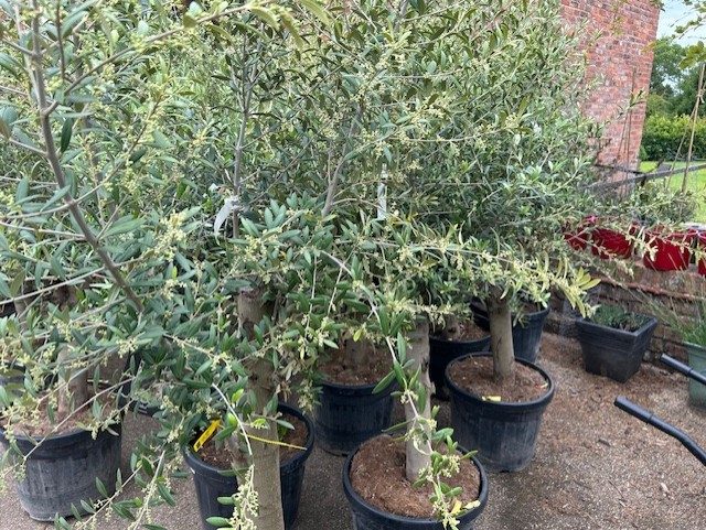 olive04b